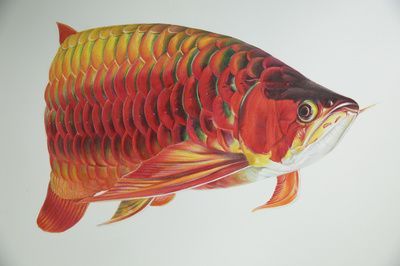 龍魚彩鉛畫：龍魚彩鉛畫教程