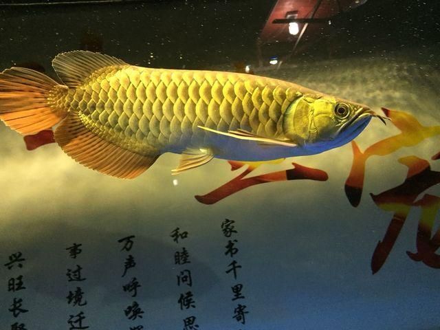 怎么形容金龍魚的詞語：怎么形容金龍魚