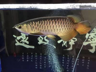 成年高背金龍魚：高背金龍魚怎么養