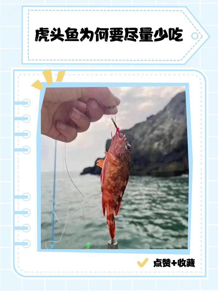 老虎魚盡量少吃的原因
