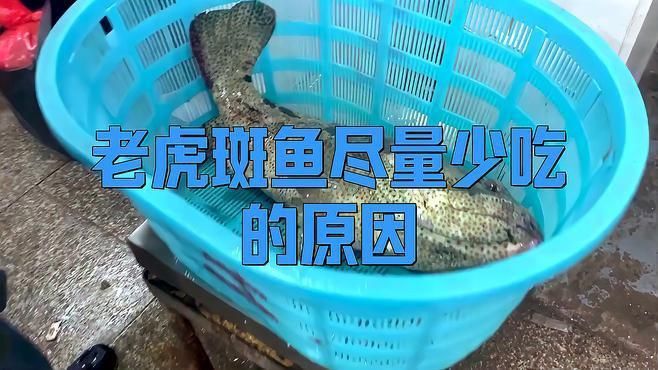 老虎魚盡量少吃的原因