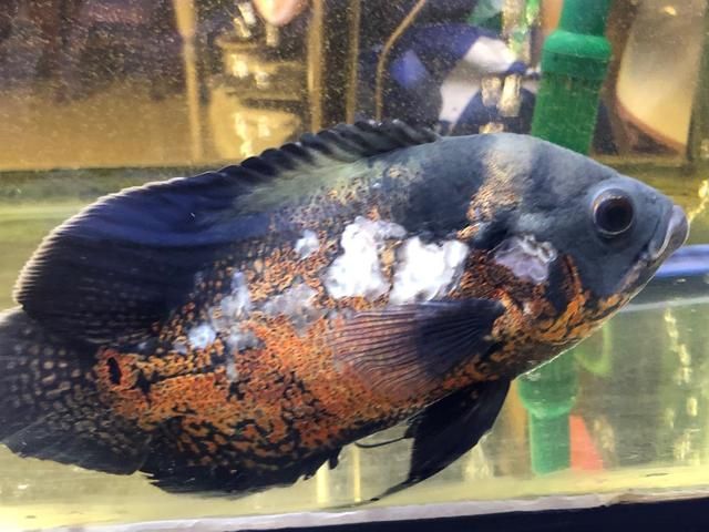 養了一年的龍魚忽然死了意味著什么：養了一年的龍魚突然死亡，可能與以下幾個因素有關，可以解讀