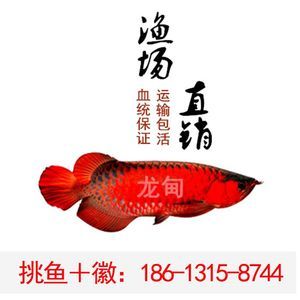 印尼超血紅龍魚的價格是多少：印尼超血紅龍魚價格根據(jù)尺寸和賣家不同而有所差異