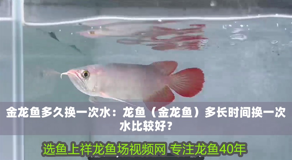 金龍魚多久換一次水：龍魚（金龍魚）多長時間換一次水比較好？