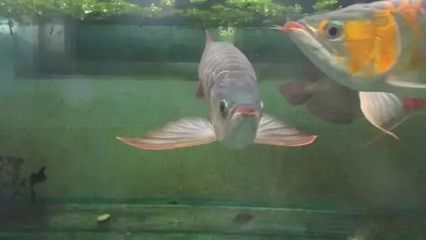 龍魚出血怎么治療好：龍魚出現出血癥狀時可能是由于細菌感染、病毒感染或其他健康問題引起的