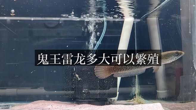 鬼王雷龍繁殖期間需要注意什么？