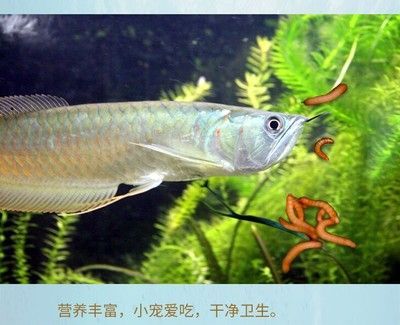 喂龍魚的蟲子是什么樣的：喂龍魚的蟲子主要有兩種，另一種是大麥蟲，另一種是面包蟲