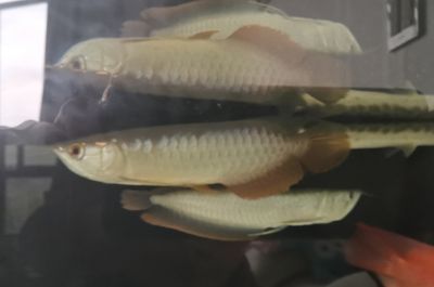 龍魚死后怎么辦（如何處理龍魚死亡的問題）