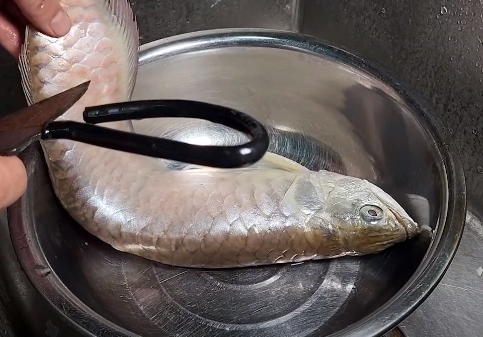 龍魚死后怎么辦（如何處理龍魚死亡的問題）