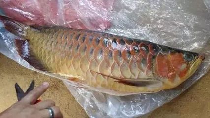 龍魚死后怎么辦（如何處理龍魚死亡的問題）