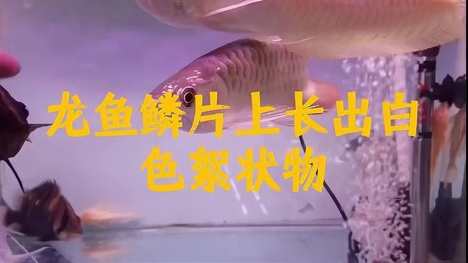 龍魚鱗片上長出白色絮狀物