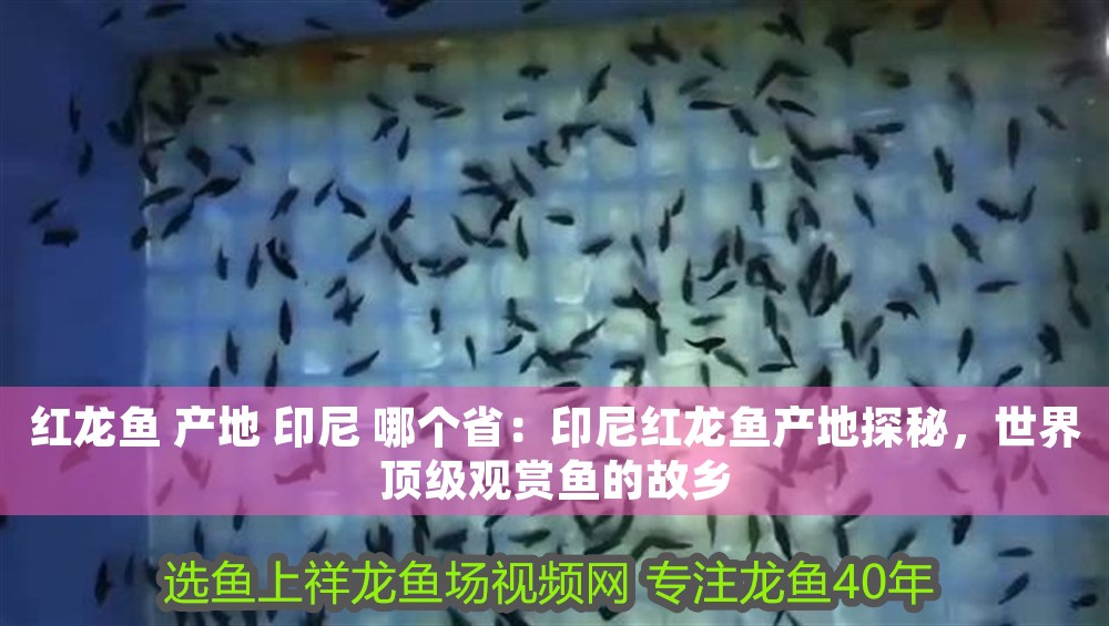 紅龍魚 產地 印尼 哪個省：印尼紅龍魚產地探秘，世界頂級觀賞魚的故鄉