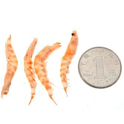 銀龍魚不吃南極磷蝦（銀龍魚可以吃南極磷蝦嗎？）