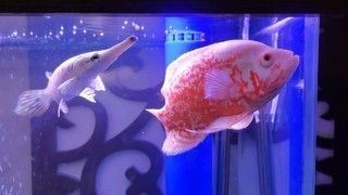 銀龍魚不吃南極磷蝦（銀龍魚可以吃南極磷蝦嗎？）