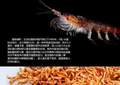 銀龍魚不吃南極磷蝦（銀龍魚可以吃南極磷蝦嗎？）