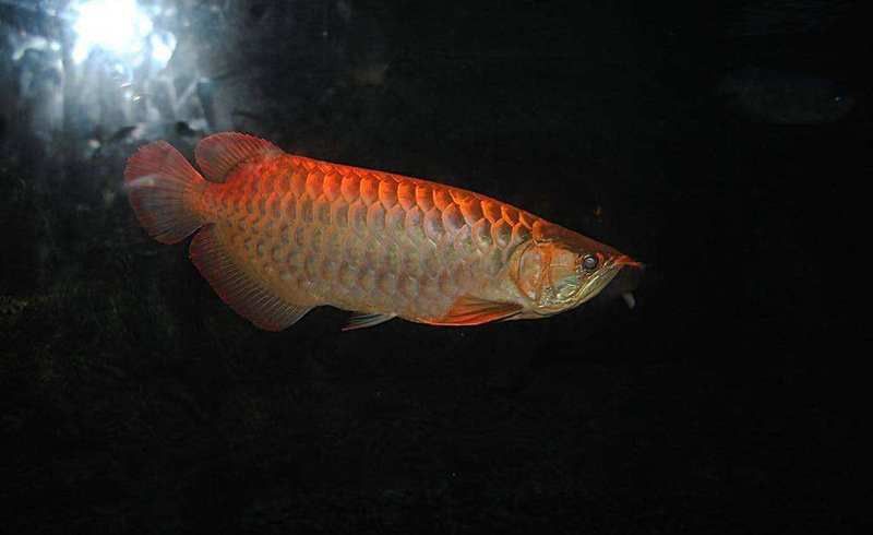 養龍魚32度水溫可以嗎