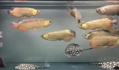 龍魚常見的病治療方法有哪些：龍魚常見疾病治療方法