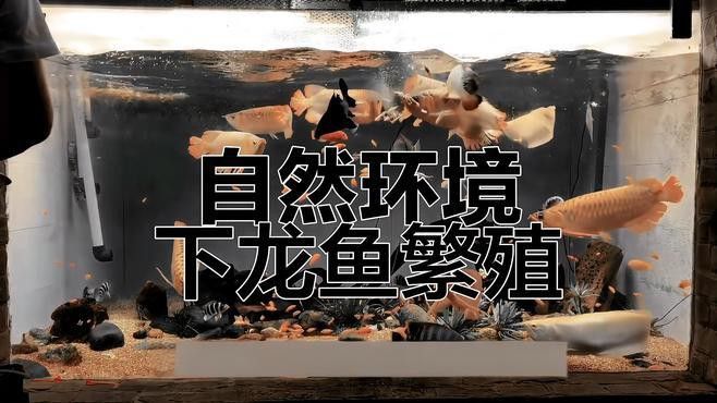 東海小白龍魚怎么繁殖