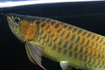 藍龍黃龍魚（藍龍魚和黃龍魚的主要區別）