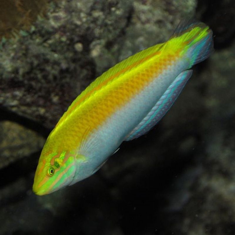 藍龍黃龍魚（藍龍魚和黃龍魚的主要區別）