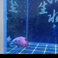 金老虎和巴西亞是一種魚嗎