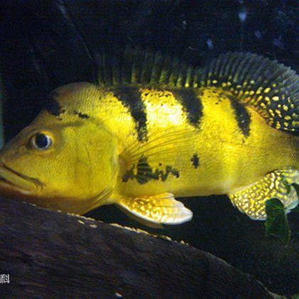 金老虎和巴西亞是一種魚嗎