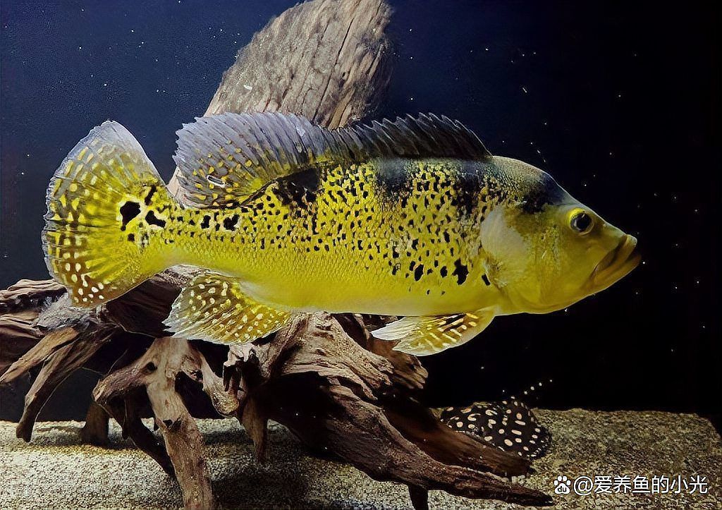 金老虎和巴西亞是一種魚嗎