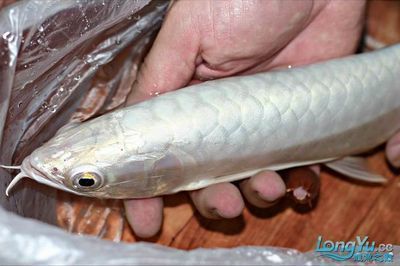 白化金龍魚：白化金龍魚價格白化金龍魚與銀龍魚的區別在于體色
