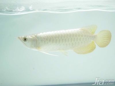 白化金龍魚：白化金龍魚價格白化金龍魚與銀龍魚的區別在于體色