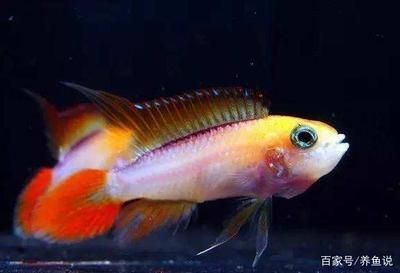 買龍魚到哪個(gè)平臺(tái)：淘寶龍魚店鋪信譽(yù)查詢,1688龍魚飼料價(jià)格對(duì)比
