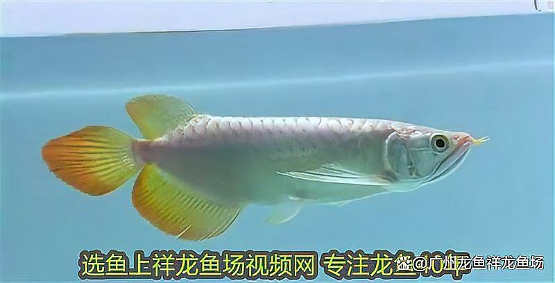 紅龍魚增色飼料哪個品牌最好？