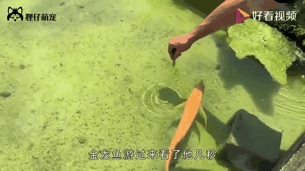 哪些食物適合用來訓練金龍魚？