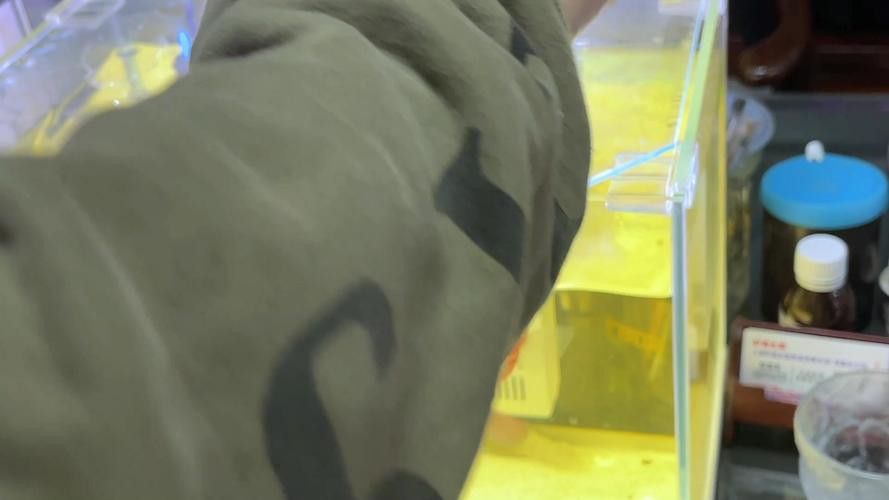 哪些食物適合用來訓練金龍魚？