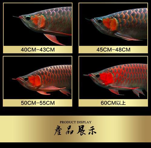 過背銀龍魚圖片大全大圖欣賞