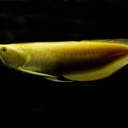 過背銀龍魚圖片大全大圖欣賞