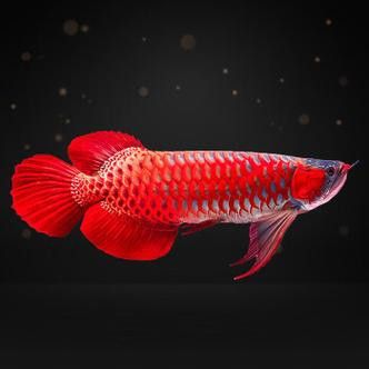 過背銀龍魚圖片大全大圖欣賞