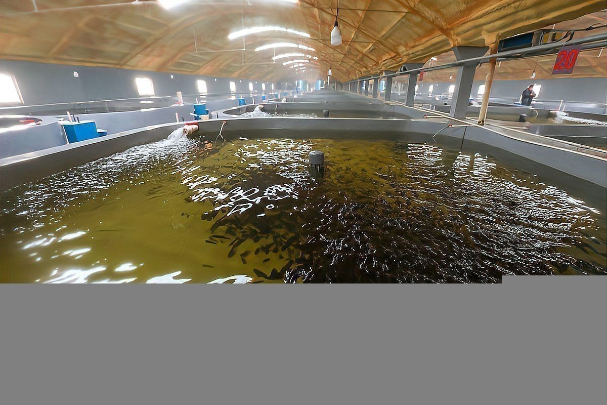 過背銀龍魚圖片大全大圖欣賞