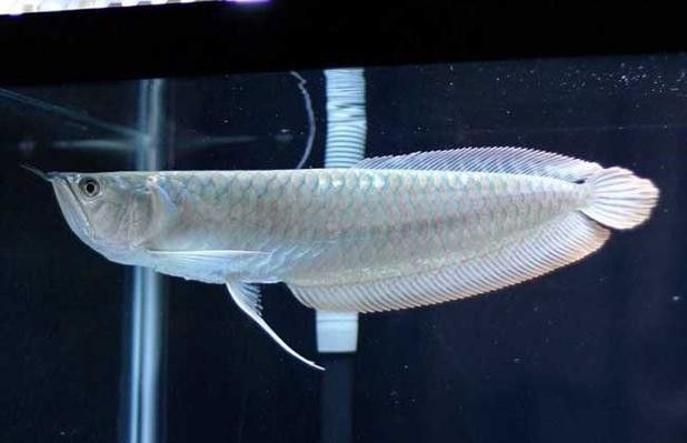 過背銀龍魚圖片大全大圖欣賞