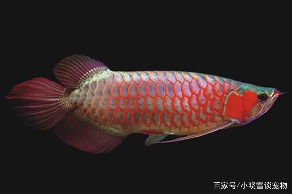 紅龍魚什么頭型好一點呢（紅龍魚頭型與色彩變化關(guān)系）