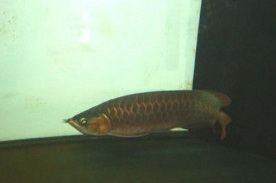 紅龍魚什么頭型好一點呢（紅龍魚頭型與色彩變化關(guān)系）