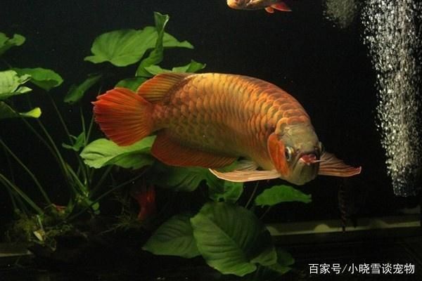 紅龍魚什么頭型好一點呢（紅龍魚頭型與色彩變化關(guān)系）
