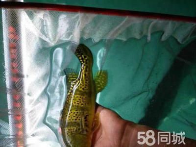 北京龍魚手術：北京龍魚手術安全性北京龍魚手術安全性北京龍魚手術