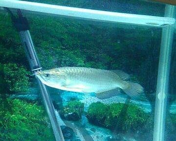 北京龍魚手術：北京龍魚手術安全性北京龍魚手術安全性北京龍魚手術