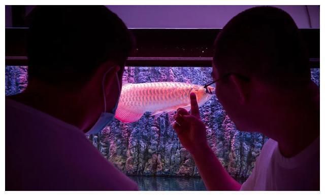 北京龍魚手術：北京龍魚手術安全性北京龍魚手術安全性北京龍魚手術