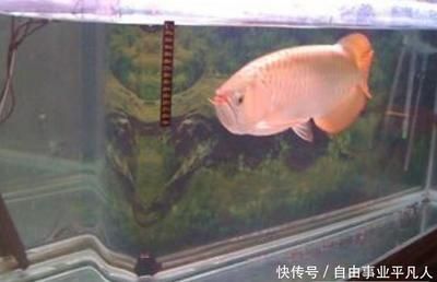 養(yǎng)的金龍魚突然死掉意味著什么（水質(zhì)問題是導(dǎo)致金龍魚突然死亡的最常見原因之一之一） 養(yǎng)的金龍魚突然死掉意味著什么（水質(zhì)問題是導(dǎo)致金龍魚突然死亡的最常見原因之一之一） 龍魚百科 第1張
