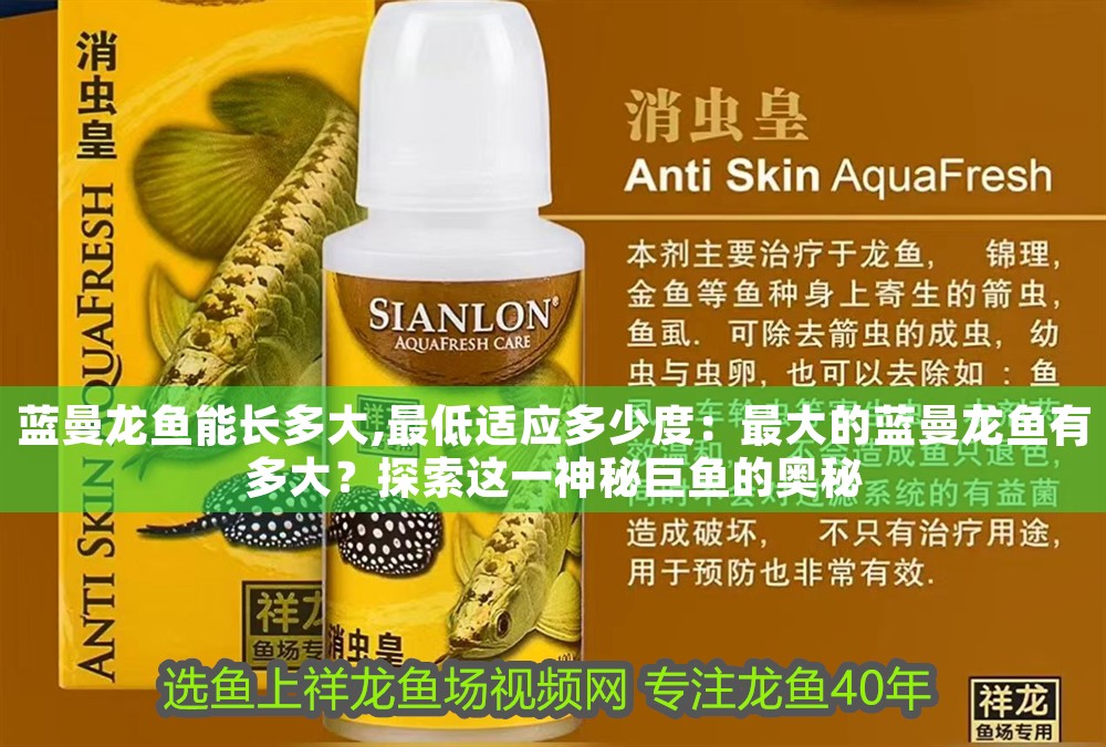 藍曼龍魚能長多大,最低適應多少度：最大的藍曼龍魚有多大？探索這一神秘巨魚的奧秘