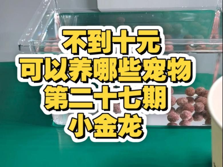 初學者飼養過背金龍需要注意什么？