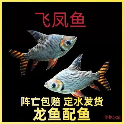 紅龍魚喂什么小魚好看 紅龍魚喂什么小魚好看 龍魚百科 第1張