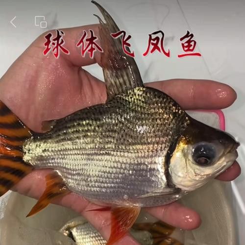 紅龍魚喂什么小魚好看 紅龍魚喂什么小魚好看 龍魚百科 第2張
