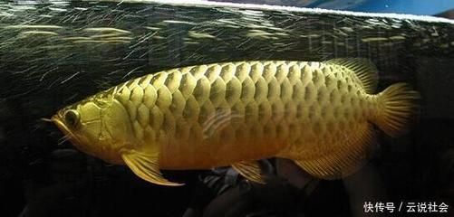 80公分的銀龍魚多少錢（80公分的銀龍魚價格可能在300-600元之間）